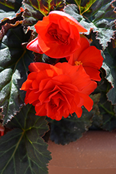 Nonstop Mocca Scarlet Begonia (Begonia 'Nonstop Mocca Scarlet') at The Mustard Seed