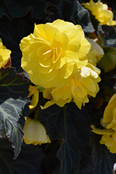 Nonstop Mocca Yellow Begonia (Begonia 'Nonstop Mocca Yellow') at The Mustard Seed