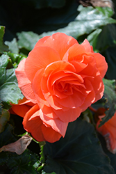 Nonstop Deep Salmon Begonia (Begonia 'Nonstop Deep Salmon') at The Mustard Seed