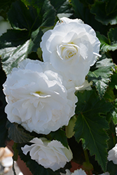Nonstop White Begonia (Begonia 'Nonstop White') at The Mustard Seed