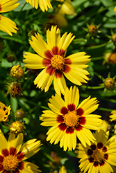 Sunkiss Tickseed (Coreopsis grandiflora 'SunKiss') at The Mustard Seed