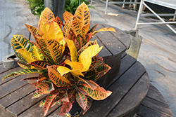 Variegated Croton (Codiaeum variegatum) at The Mustard Seed