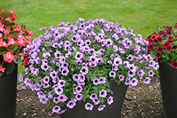 Supertunia Bordeaux Petunia (Petunia 'Supertunia Bordeaux') at The Mustard Seed