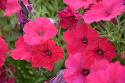 Supertunia Sangria Charm Petunia (Petunia 'Supertunia Sangria Charm') at The Mustard Seed