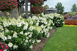 Fire Light Hydrangea (Hydrangea paniculata 'SMHPFL') at The Mustard Seed