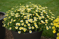Vanilla Butterfly Marguerite Daisy (Argyranthemum frutescens 'G15104') at The Mustard Seed