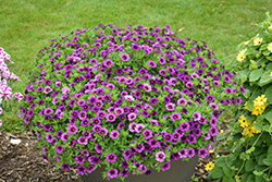Superbells Plum Calibrachoa (Calibrachoa 'BBCAL76001') at The Mustard Seed