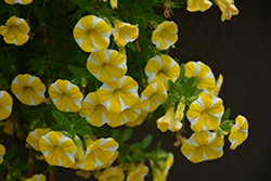 Superbells Lemon Slice Calibrachoa (Calibrachoa 'USCAL5302M'') at The Mustard Seed