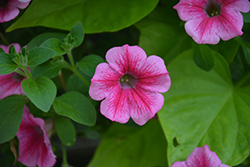 Supertunia Mini Strawberry Pink Vein Petunia (Petunia 'Supertunia Mini Strawberry Pink Vein') at The Mustard Seed