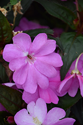 SunPatiens Vigorous Lavender New Guinea Impatiens (Impatiens 'SunPatiens Vigorous Lavender') at The Mustard Seed