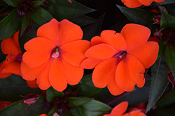 SunPatiens Compact Orange New Guinea Impatiens (Impatiens 'SakimP011') at The Mustard Seed