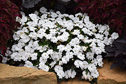 SunPatiens Compact White Impatiens (Impatiens 'SakimP027') at The Mustard Seed