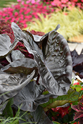 Royal Hawaiian Black Coral Elephant Ear (Colocasia esculenta 'Black Coral') at The Mustard Seed
