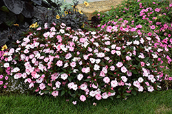 SunPatiens Compact Blush Pink New Guinea Impatiens (Impatiens 'SakimP013') at The Mustard Seed