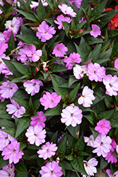 SunPatiens Vigorous Lavender New Guinea Impatiens (Impatiens 'SunPatiens Vigorous Lavender') at The Mustard Seed