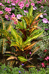 Variegated Croton (Codiaeum variegatum) at The Mustard Seed
