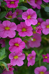 Superbells Pink Calibrachoa (Calibrachoa 'USCALI11') at The Mustard Seed