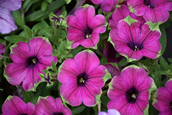 Supertunia Pretty Much Picasso Petunia (Petunia 'Supertunia Pretty Much Picasso') at The Mustard Seed