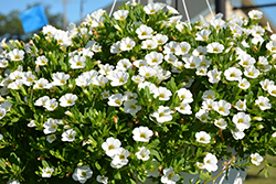 MiniFamous Compact White Calibrachoa (Calibrachoa 'MiniFamous Compact White') at The Mustard Seed