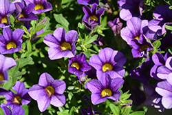 MiniFamous Compact Dark Blue Calibrachoa (Calibrachoa 'MiniFamous Compact Dark Blue') at The Mustard Seed