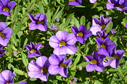 MiniFamous Compact Blue Calibrachoa (Calibrachoa 'MiniFamous Compact Blue') at The Mustard Seed