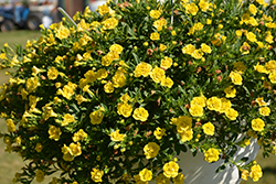 MiniFamous Double Deep Yellow Calibrachoa (Calibrachoa 'MiniFamous Double Deep Yellow') at The Mustard Seed