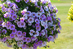 Aloha Blue Sky Calibrachoa (Calibrachoa 'Aloha Blue Sky') at The Mustard Seed