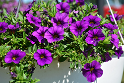 Aloha Kona Dark Lavender Calibrachoa (Calibrachoa 'Aloha Kona Dark Lavender') at The Mustard Seed