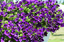 Aloha Kona Midnight Blue Calibrachoa (Calibrachoa 'Aloha Kona Midnight Blue') at The Mustard Seed