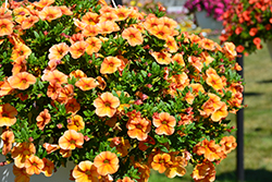 Aloha Kona Mango Calibrachoa (Calibrachoa 'Aloha Kona Mango') at The Mustard Seed