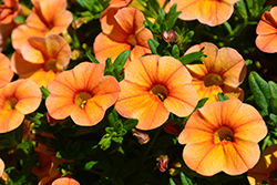 Aloha Kona Mango Calibrachoa (Calibrachoa 'Aloha Kona Mango') at The Mustard Seed