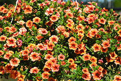 Aloha Tiki Orange Calibrachoa (Calibrachoa 'Aloha Tiki Orange') at The Mustard Seed
