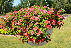 Aloha Kona Mandarin Calibrachoa (Calibrachoa 'Aloha Kona Mandarin') at The Mustard Seed