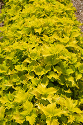 Wasabi Coleus (Solenostemon scutellarioides 'Wasabi') at The Mustard Seed
