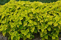 Wasabi Coleus (Solenostemon scutellarioides 'Wasabi') at The Mustard Seed