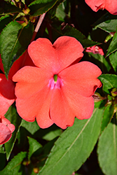SunPatiens Spreading Corona New Guinea Impatiens (Impatiens 'SunPatiens Spreading Corona') at The Mustard Seed