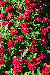 Profusion Double Hot Cherry Zinnia (Zinnia 'Profusion Double Hot Cherry') at The Mustard Seed