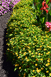 Million Gold Melampodium (Melampodium paludosum 'Million Gold') at The Mustard Seed