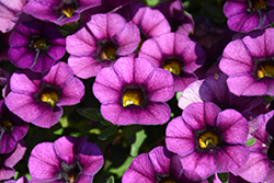 Superbells Plum Calibrachoa (Calibrachoa 'BBCAL76001') at The Mustard Seed