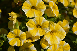 Superbells Lemon Slice Calibrachoa (Calibrachoa 'USCAL5302M'') at The Mustard Seed