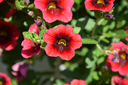 Superbells Pomegranate Punch Calibrachoa (Calibrachoa 'USCAL08501') at The Mustard Seed