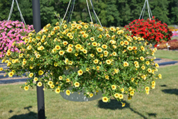Superbells Saffron Calibrachoa (Calibrachoa 'Superbells Saffron') at The Mustard Seed