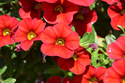 Superbells Red Calibrachoa (Calibrachoa 'INCALIMRED') at The Mustard Seed