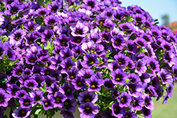 Superbells Grape Punch Calibrachoa (Calibrachoa 'JGCAL09404') at The Mustard Seed