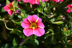 Superbells Cherry Star Calibrachoa (Calibrachoa 'USCAL91001') at The Mustard Seed