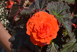Nonstop Mocca Deep Orange Begonia (Begonia 'Nonstop Mocca Deep Orange') at The Mustard Seed