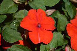 Super Elfin XP Scarlet Impatiens (Impatiens walleriana 'Super Elfin XP Scarlet') at The Mustard Seed