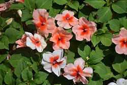 Super Elfin XP Salmon Splash Impatiens (Impatiens walleriana 'Super Elfin XP Salmon Splash') at The Mustard Seed