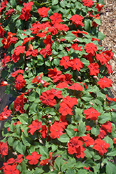 Super Elfin XP Red Impatiens (Impatiens walleriana 'Super Elfin XP Red') at The Mustard Seed