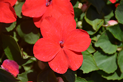 Super Elfin XP Melon Impatiens (Impatiens walleriana 'Super Elfin XP Melon') at The Mustard Seed
